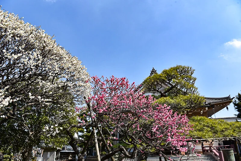 ikegami-1.jpg