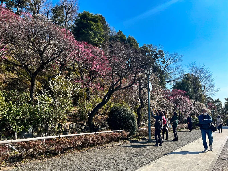 ikegami-8.jpg