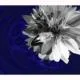 img6taspsku1438061size80-1.webp