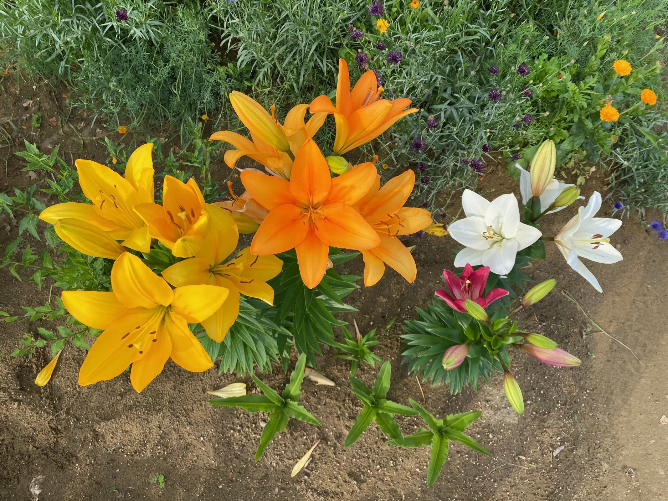 IMG_0255.jpeg