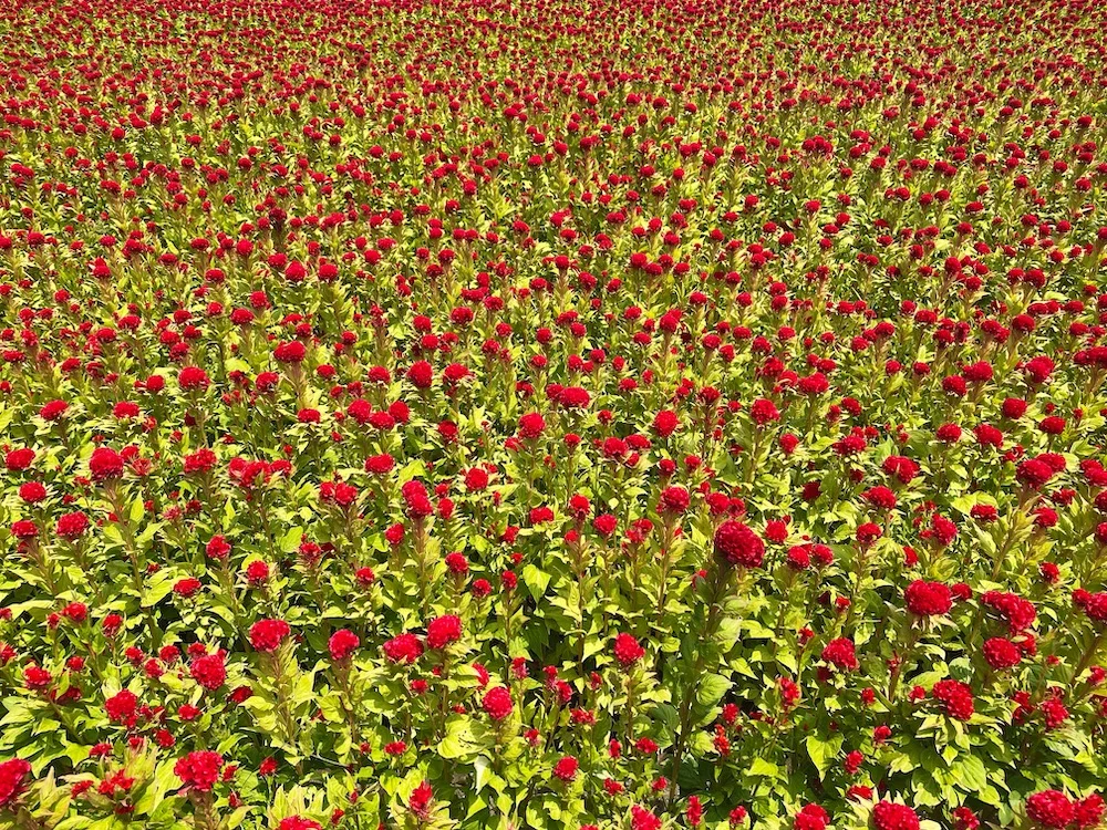 IMG_0300.webp