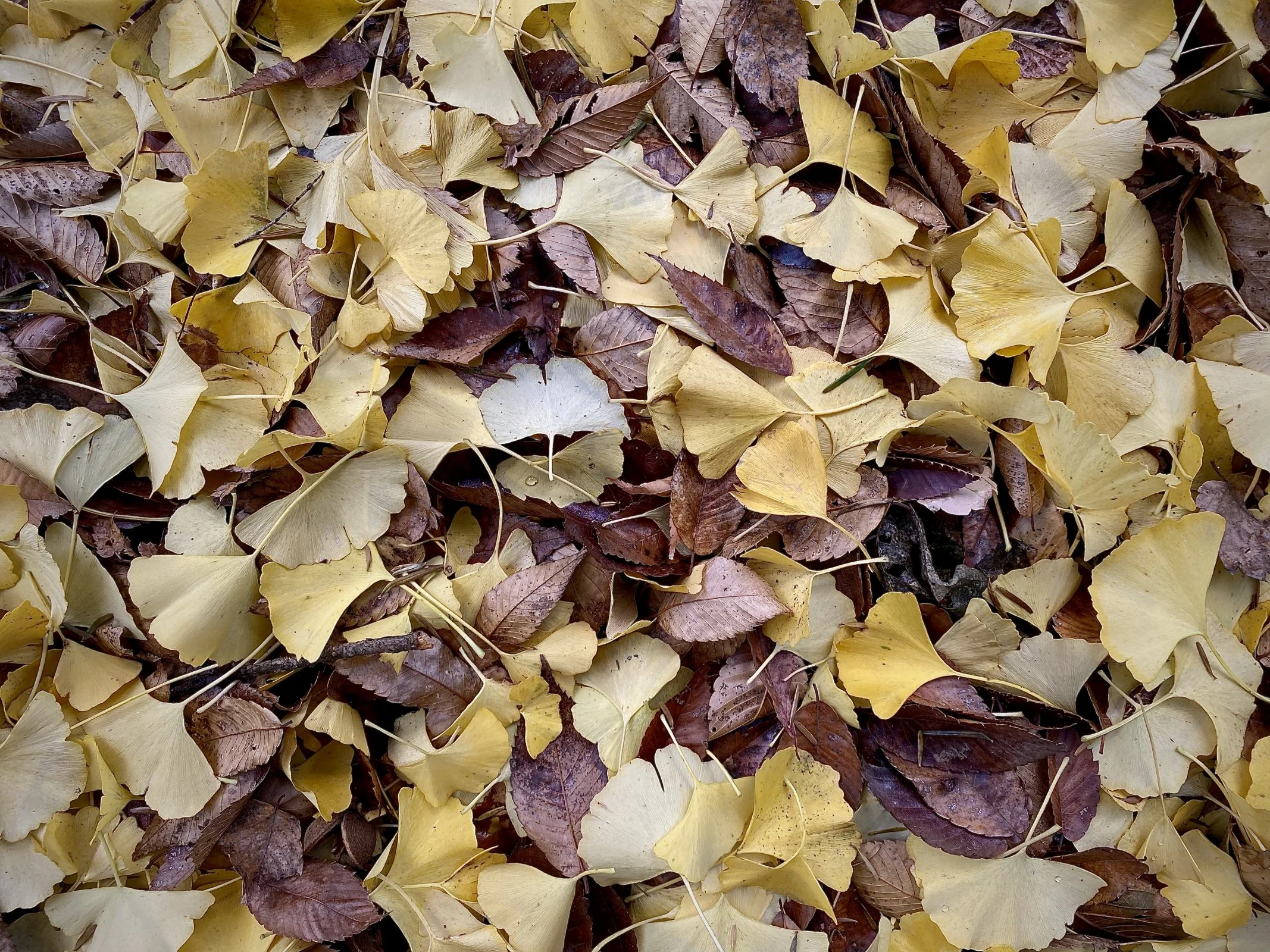 IMG_0463.webp