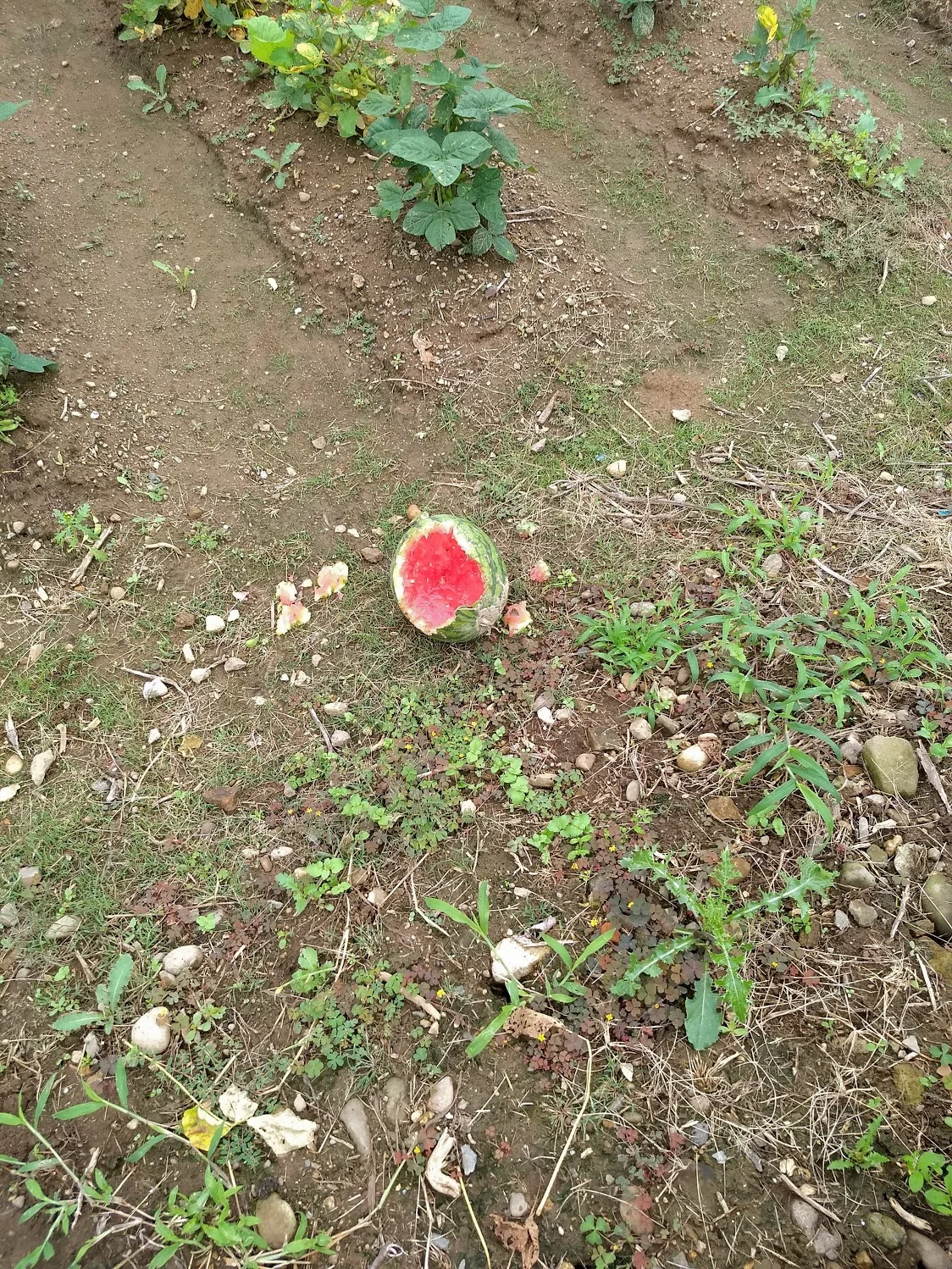 IMG_20190720_110824575.webp