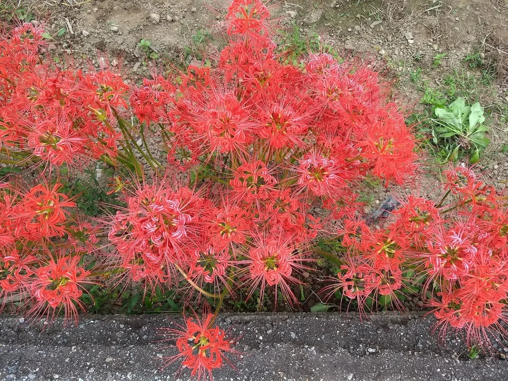 IMG_20191002_082722681.webp