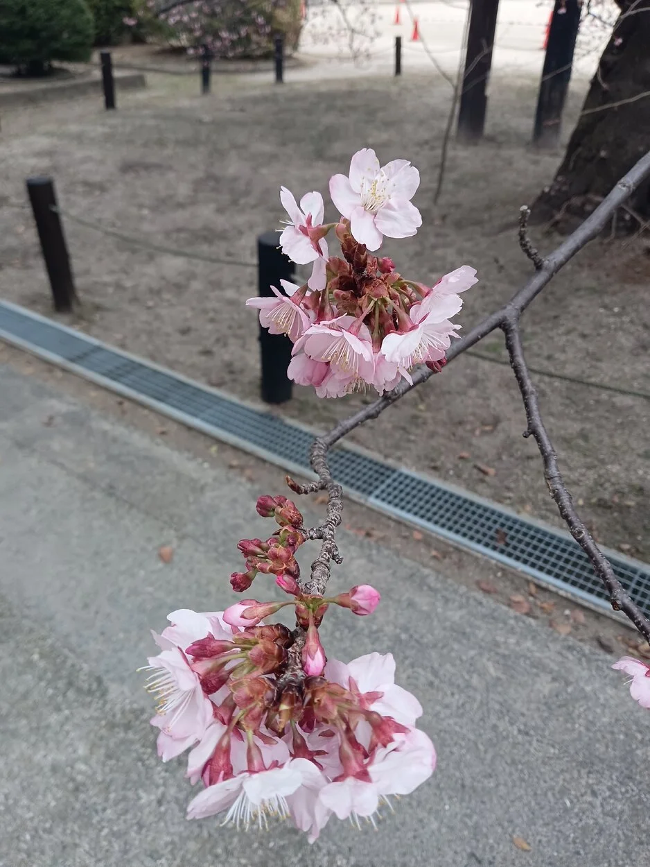 IMG_20230309_152858.webp