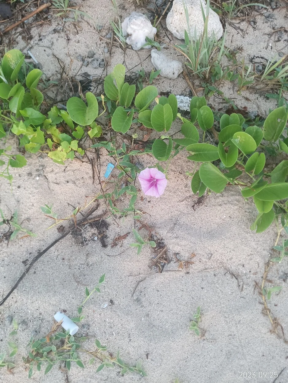 IMG_20230925_063838.webp