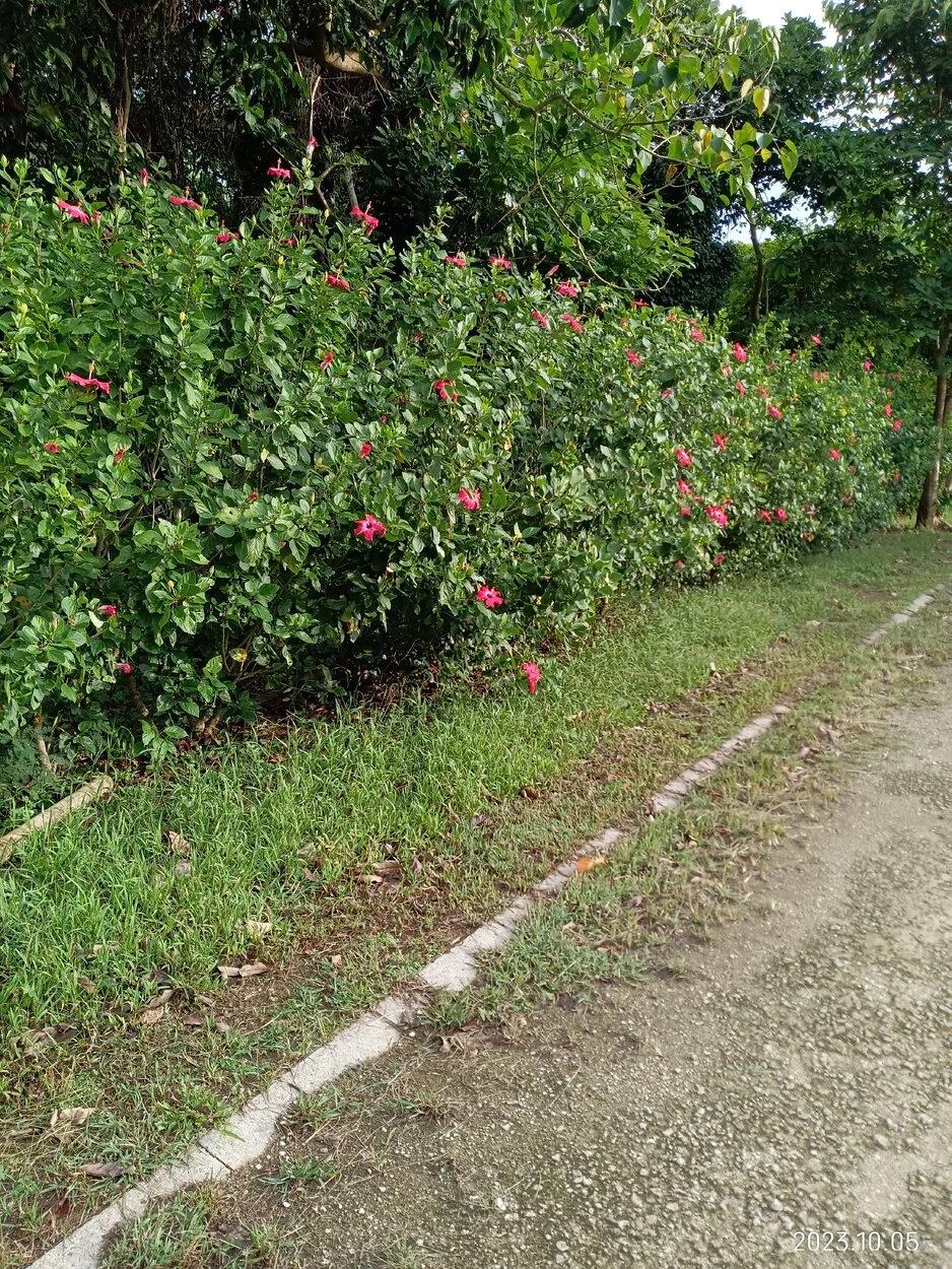 IMG_20231005_075342.webp