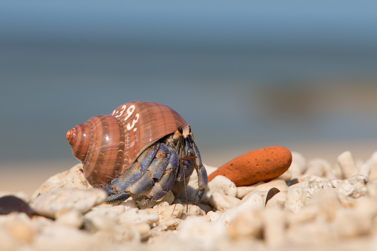 Japanese hermit crab