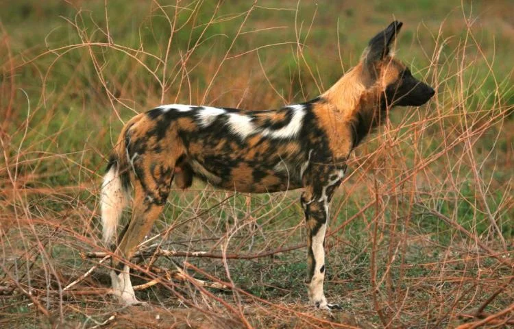 ingwe-pan-wild-dog-1.jpg