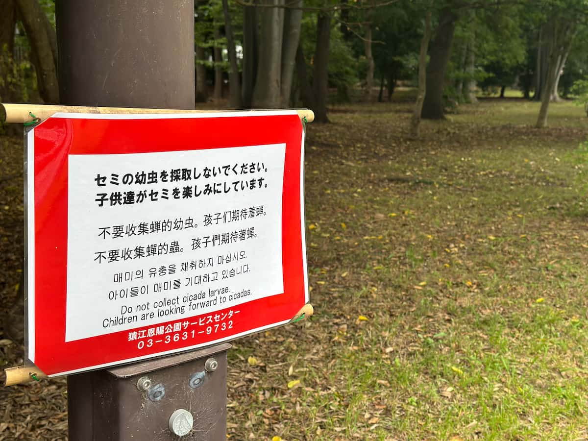Tokyo parks ban collection of cicada larvae for consumption
