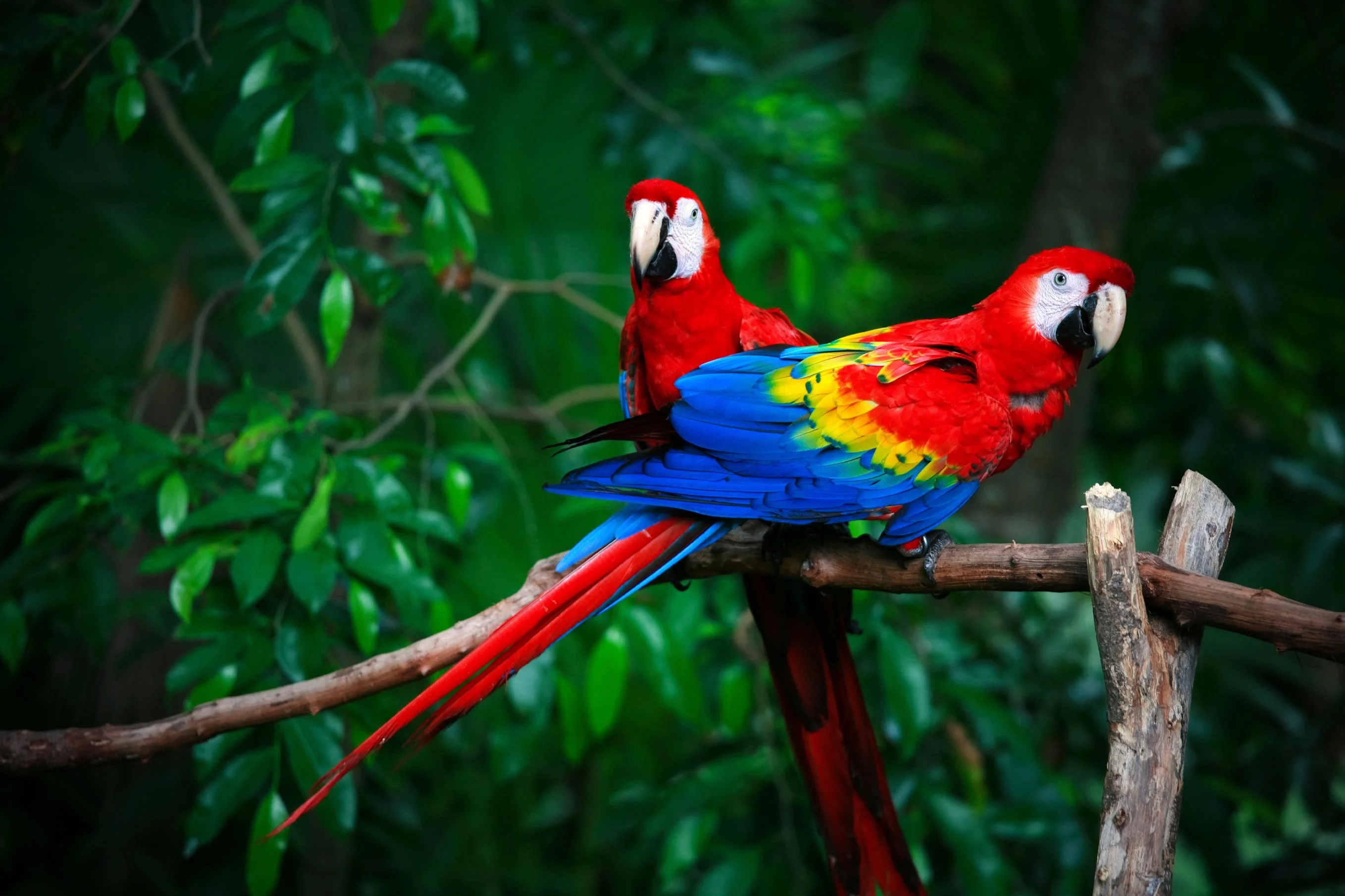 istock-000006766776-large.webp