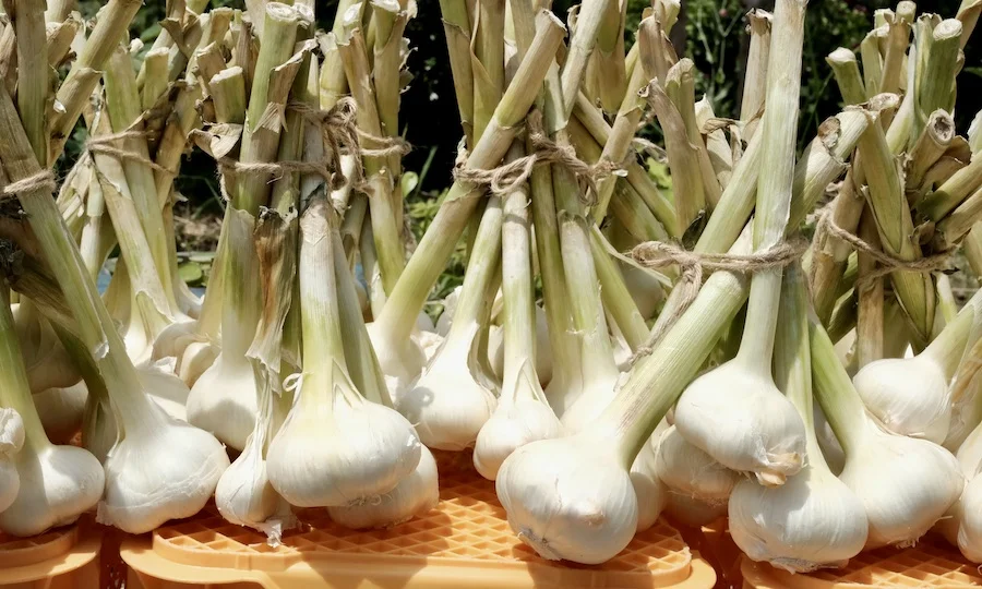 j-garlic.webp
