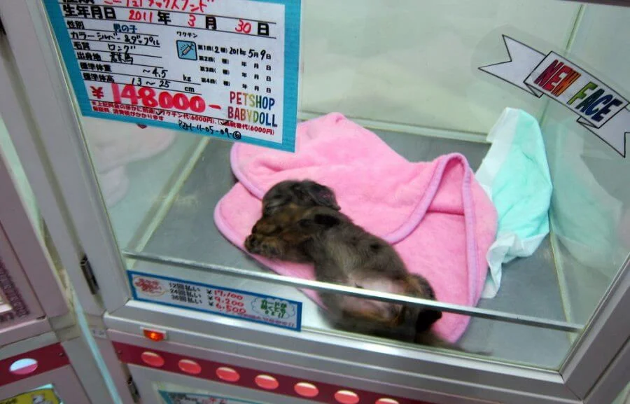 japan-pet-stores.jpg