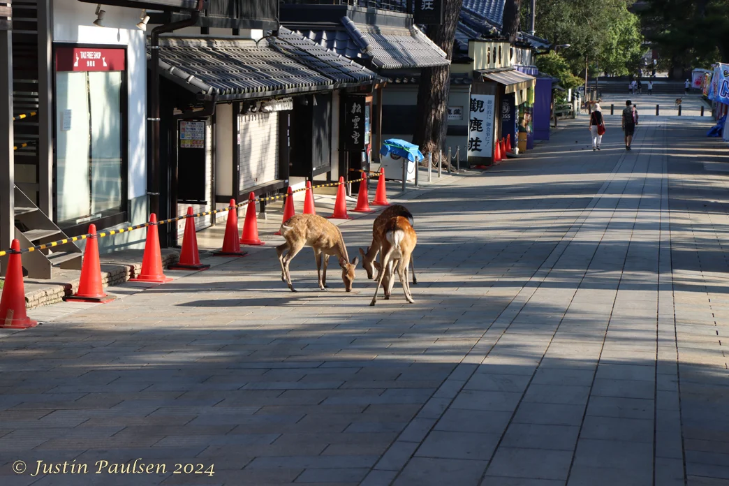 Japan_Aug_2024-8856.webp
