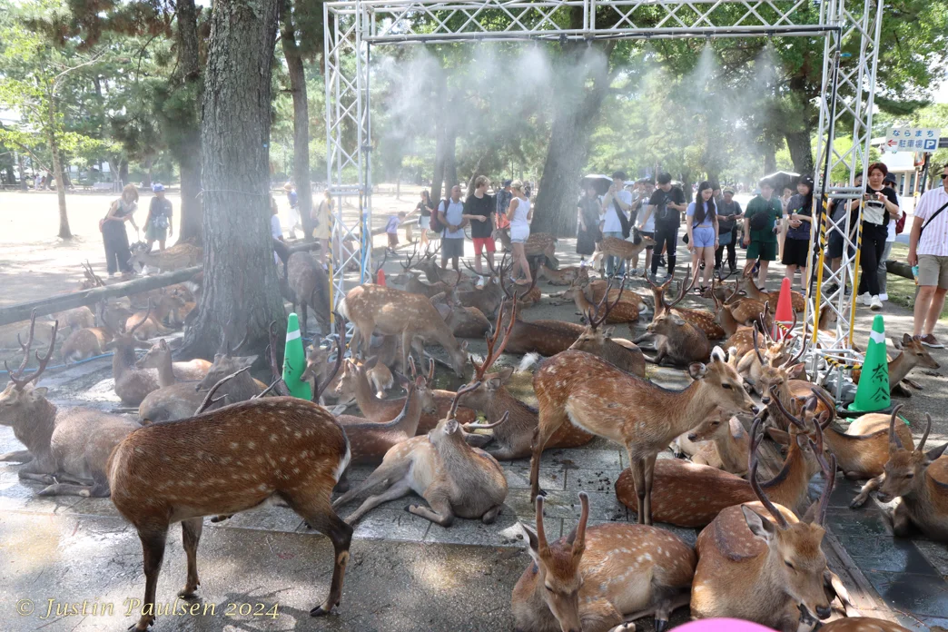 Japan_Aug_2024-8928.webp