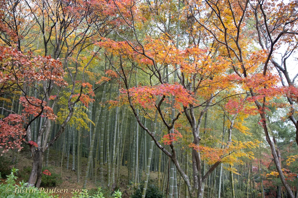 Japan_Nov_2025-0041.webp