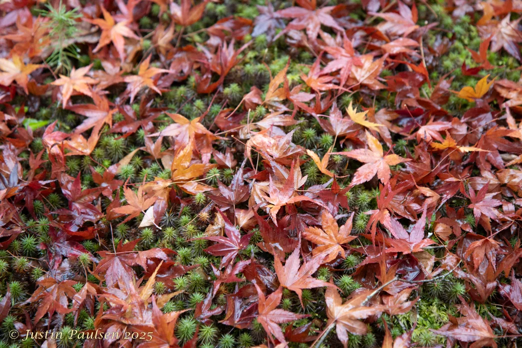 Japan_Nov_2025-0055.webp