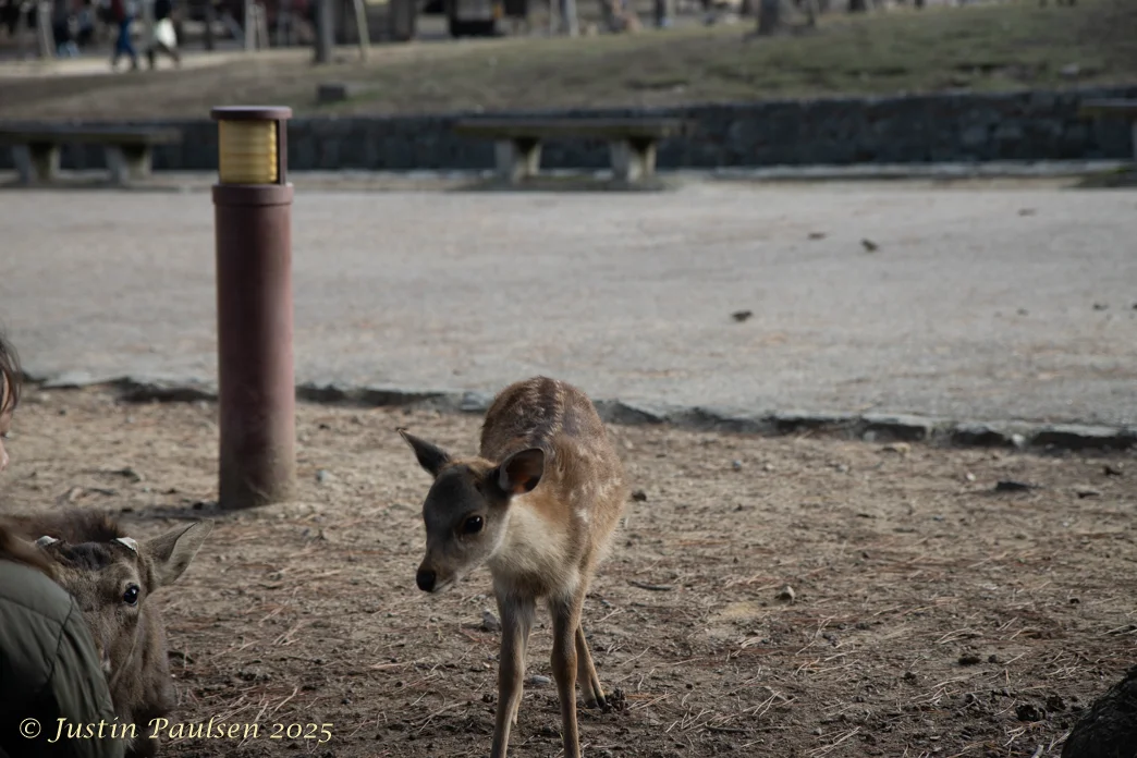 Japan_Nov_2025-9912.webp