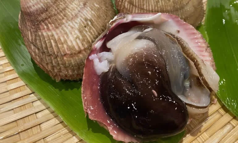 Japanese egg cockle