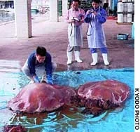 jelly.webp