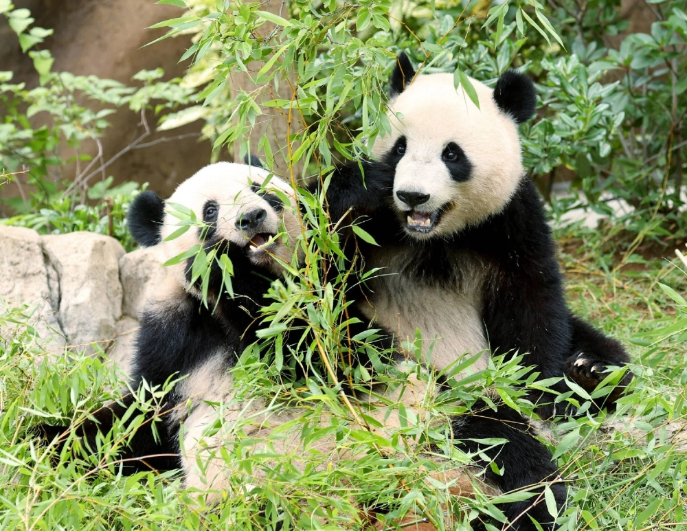 Japan to lose its last pandas as Ueno Zoo pair return to China