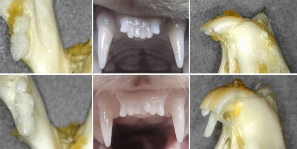 Japanese scientists test drug to stimulate tooth regeneration