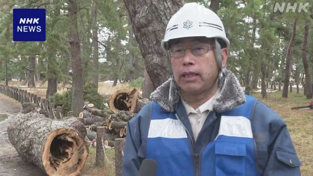 京都「天橋立」 推定樹齢約650年の松の木を伐採 倒木おそれで
