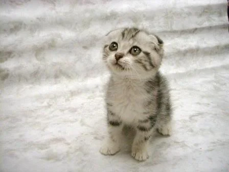kitten-1.webp