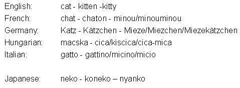 kittym-1.webp