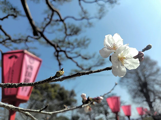 kochi-sakura2026.webp