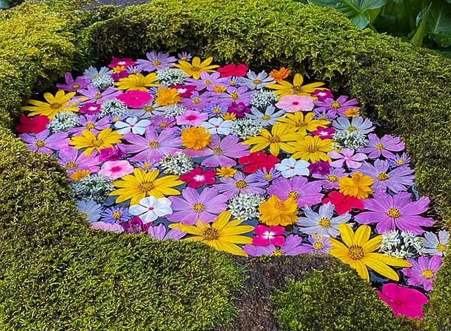 kougenji-flowers.jpg