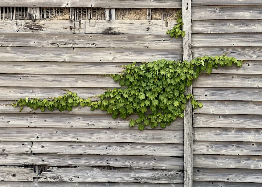 leaves-wood.webp