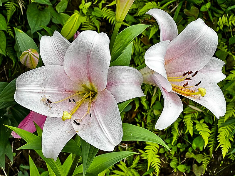 lilies.webp
