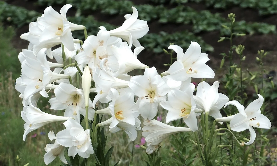 lillies closer.webp