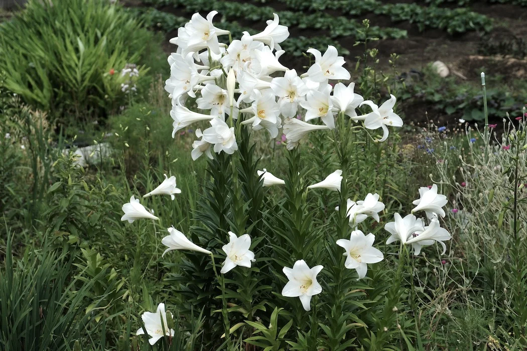 lillies.webp