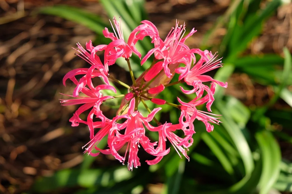 lilly-a.webp