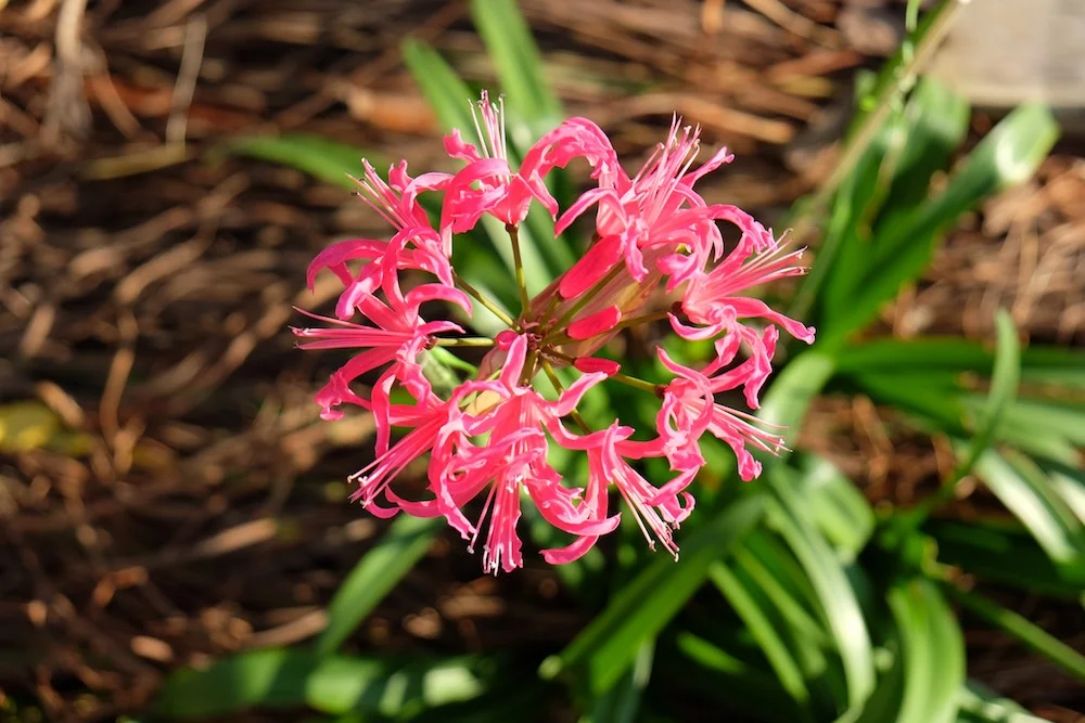 lilly-b.webp