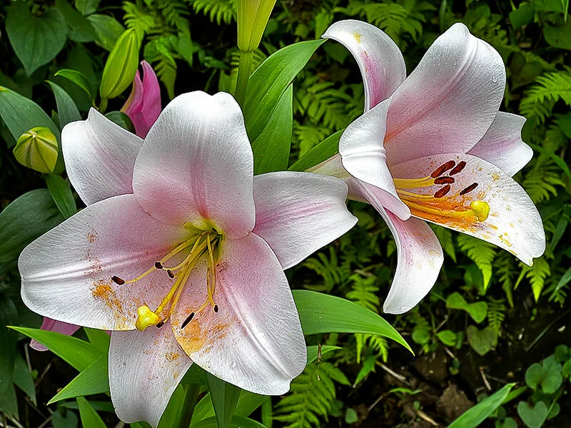 lily-01.webp