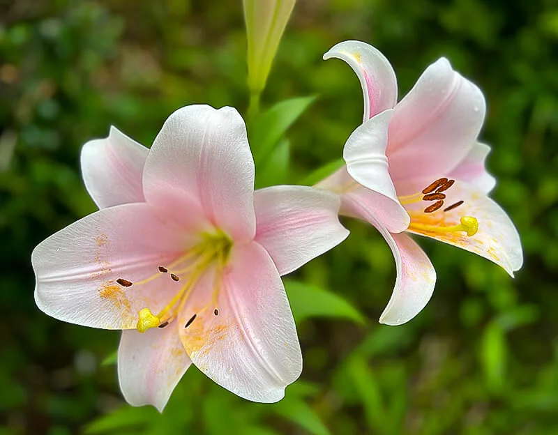lily-02.webp