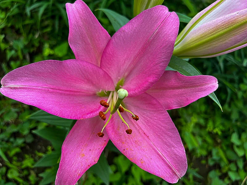 lily-03.webp