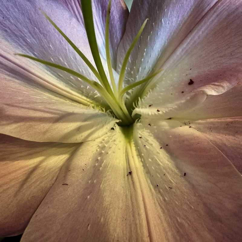 lily.webp