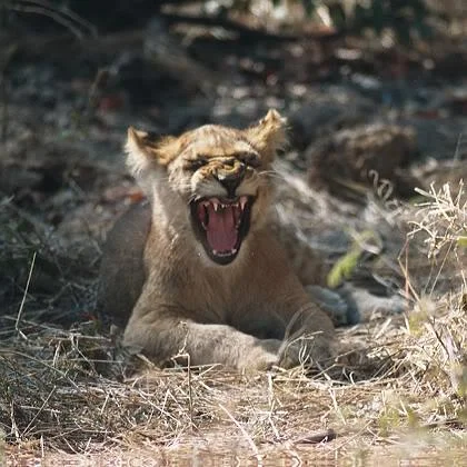 lioncub-1.webp