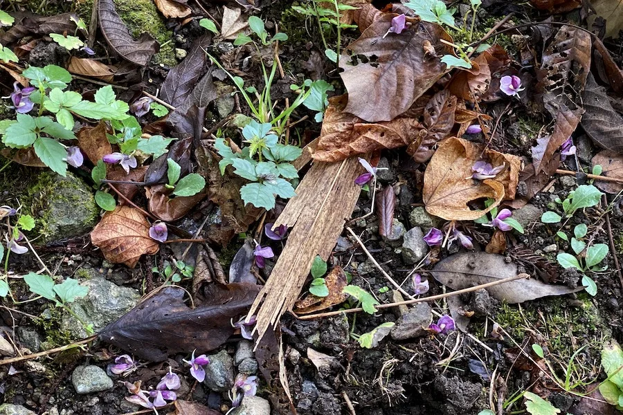 litter1.webp