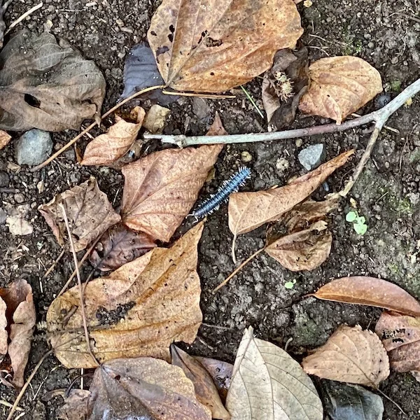 litter2.webp