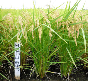Yamagata announces new heat-resistant rice variety