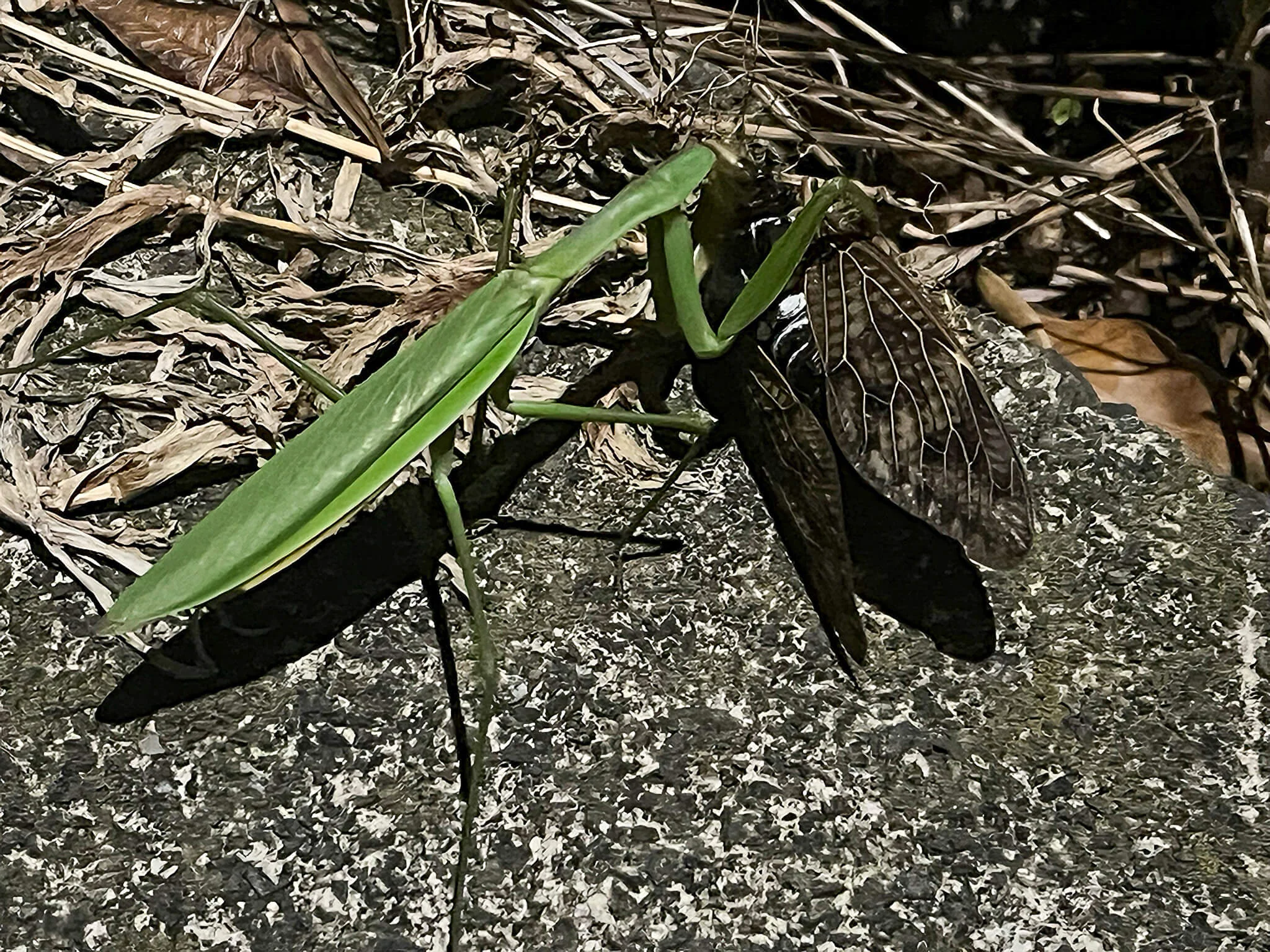 Kamakiri (praying mantis)