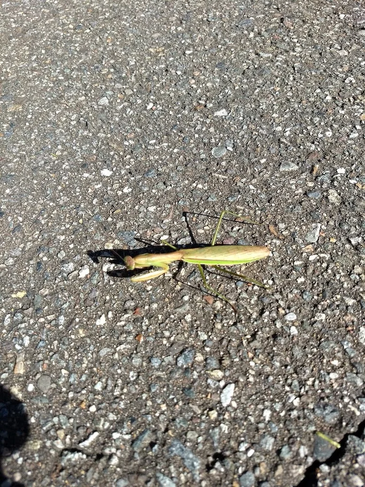 mantis.webp