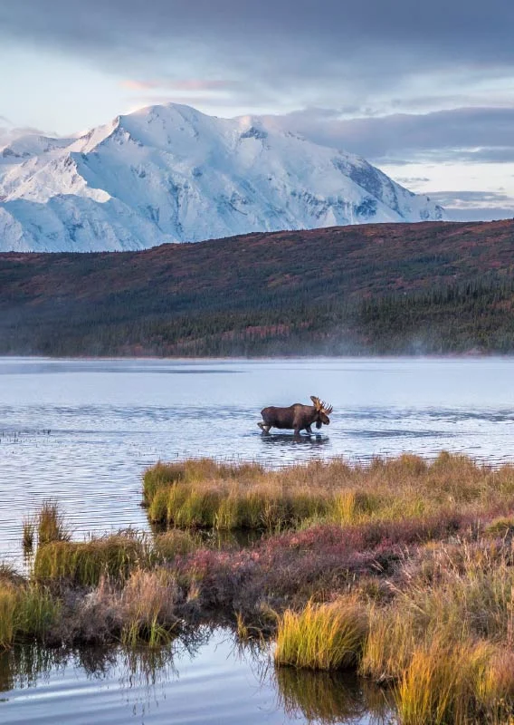 MBN-Two-Moose-Lake-Denali.webp