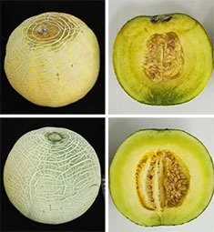 A decaying melon 40 days after harvest (top) and a gene-edited melon in which ripening has been suppressed.