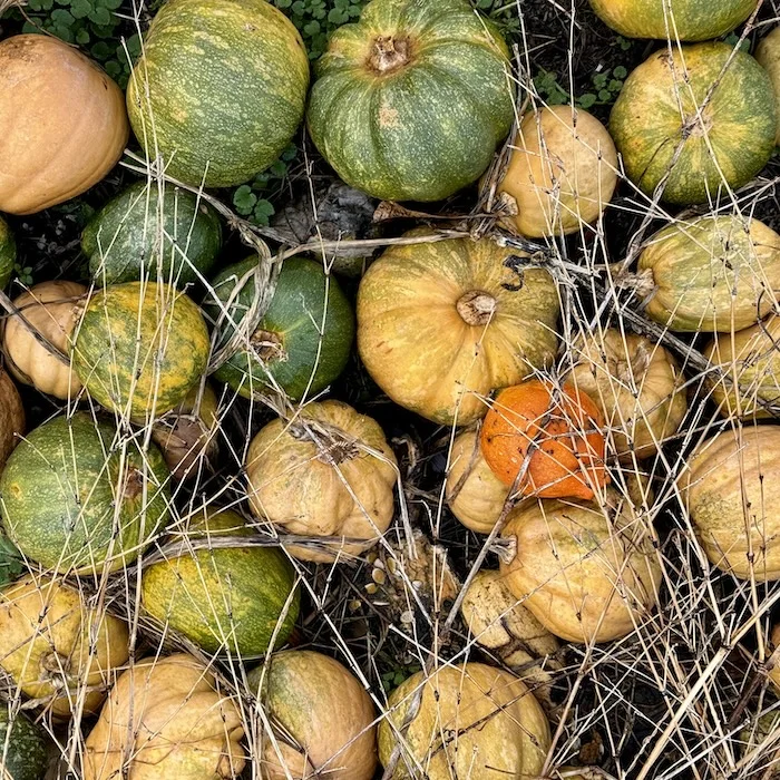 melons.webp